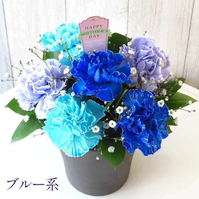 母の日】 花 ギフト エレガントカップ カーネーション □フラワー