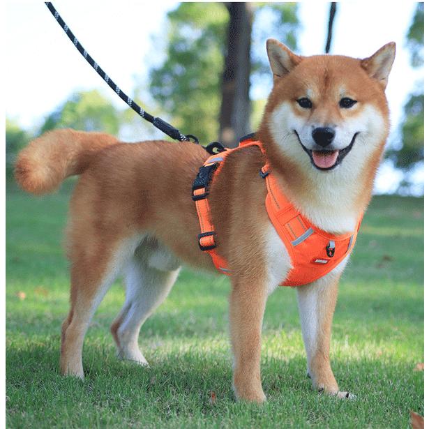 犬 ハーネス 中型犬 大型犬 胴輪 ハーネスベルト ベーシックハーネス