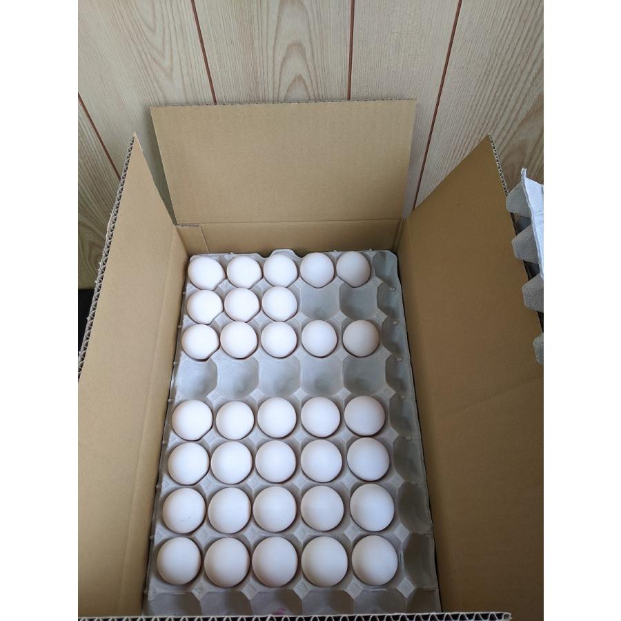 928円 【新作入荷!!】 養鶏場直送 新鮮な玉子 たまご 卵 今日子さん 10Kg入り 928円 【新作入荷!!】 養鶏場直送 新鮮な玉子 たまご 卵 今日子さん 10Kg入り