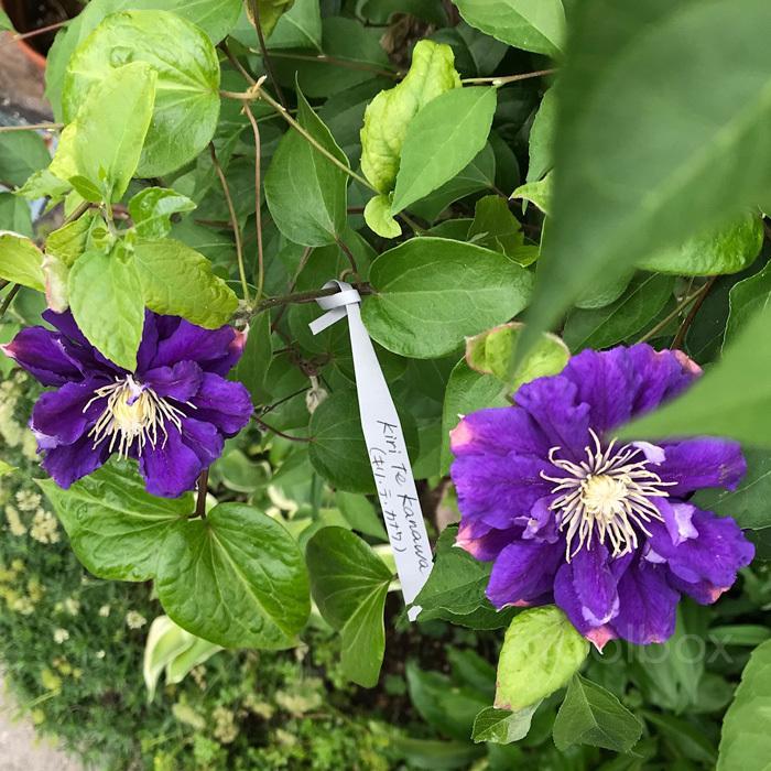 亜鉛製 巻き付け プランツラベル ぶら下げる園芸ラベル 10枚セット