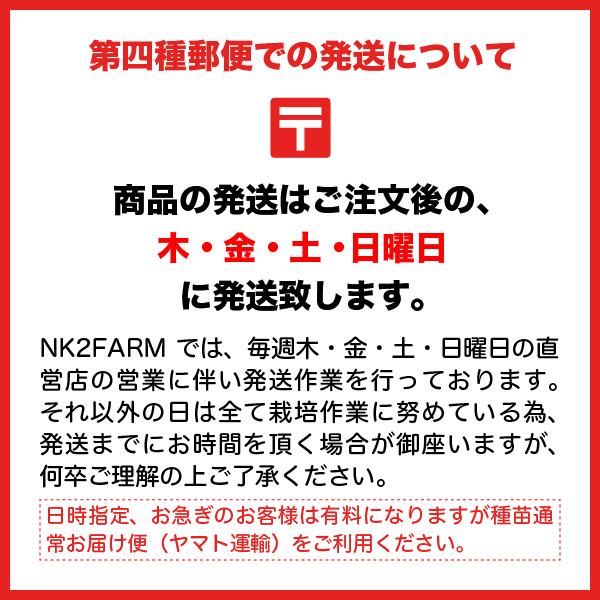 野菜の苗 チョロギの苗 2株 ポット 800円 農家が育てた野菜の苗を第四種郵便でお届けします Seedlings017 Nk2 Farm 通販 Yahoo ショッピング