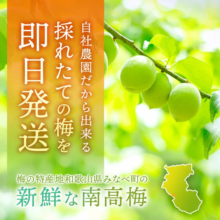 【2023年】選べる青梅or完熟梅2ｋｇ　朝採り即日発送｜nkfarm-store｜03