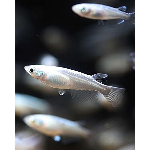 カルキ抜き ハイポ 300g 結晶チオ硫酸ナトリウム メダカ 金魚 水槽 プール 温浴施設 S 2627 Nkonlinestore 通販 Yahoo ショッピング