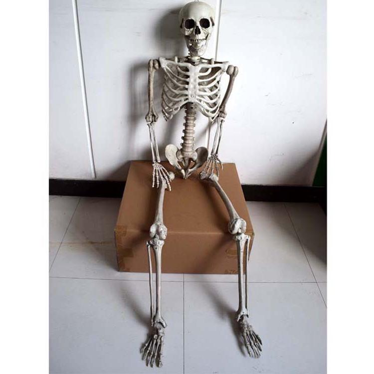 ☆等身大サイズ☆ リアルな見た目 人体模型 骨格標本 約170cm 骸骨