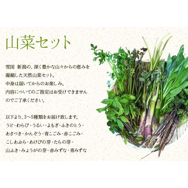 天然山菜セット500g<BR>おまかせセット (採取者・笑顔の里)｜nn-2｜03