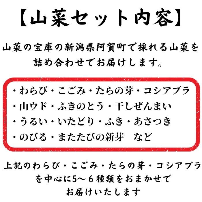 【2024年予約販売】（久太郎）天然山菜詰め合わせ　500ｇ　新潟県産　天然山菜　産地直送　クール便発送　ギフト｜nn-2｜02