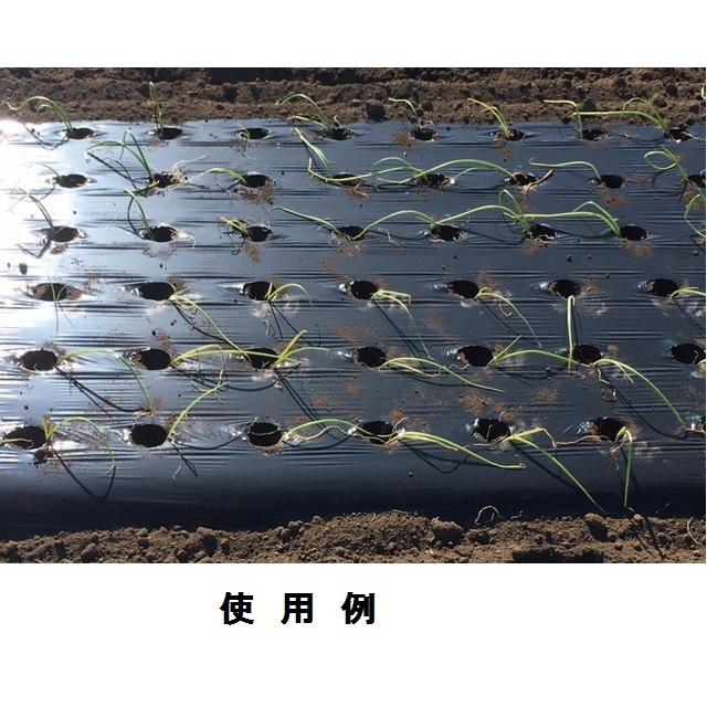 黒ホールマルチ 厚さ0.02mm×幅120cm×長さ200m×孔45mm 規格2615 : 日本