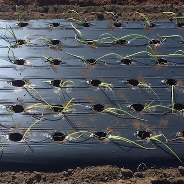 黒ホールマルチ 厚さ0.02mm×幅130cm×長さ200m×孔45mm 規格3420 3本