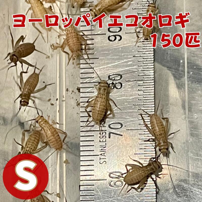 ヨーロッパイエコオロギ Sサイズ 150匹 生餌 生産者直販売 爬虫類 両生類 餌 カナヘビ  ヤモリ カエル レオパ フトアゴヒゲトカゲ 活餌 イエコ（Yahoo!・N1 Cricket）