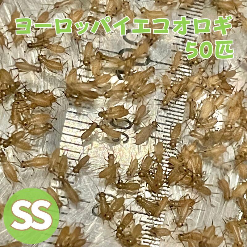ヨーロッパイエコオロギ SSサイズ 50匹 生餌 生産者直販売（Yahoo!・N1 Cricket）