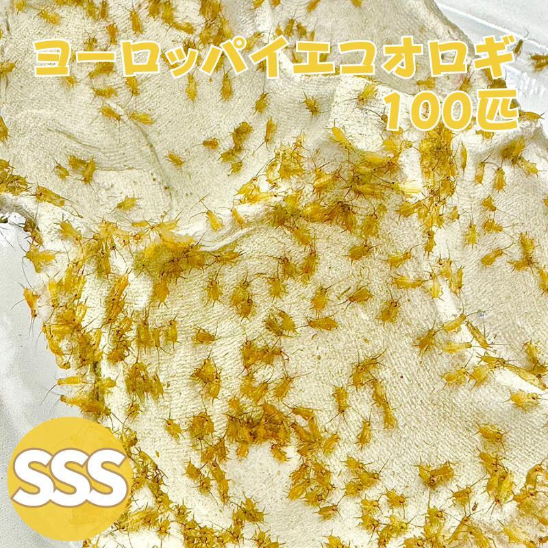 ヨーロッパイエコオロギ SSSサイズ 100匹 生餌 生産者直販売（Yahoo!・N1 Cricket）