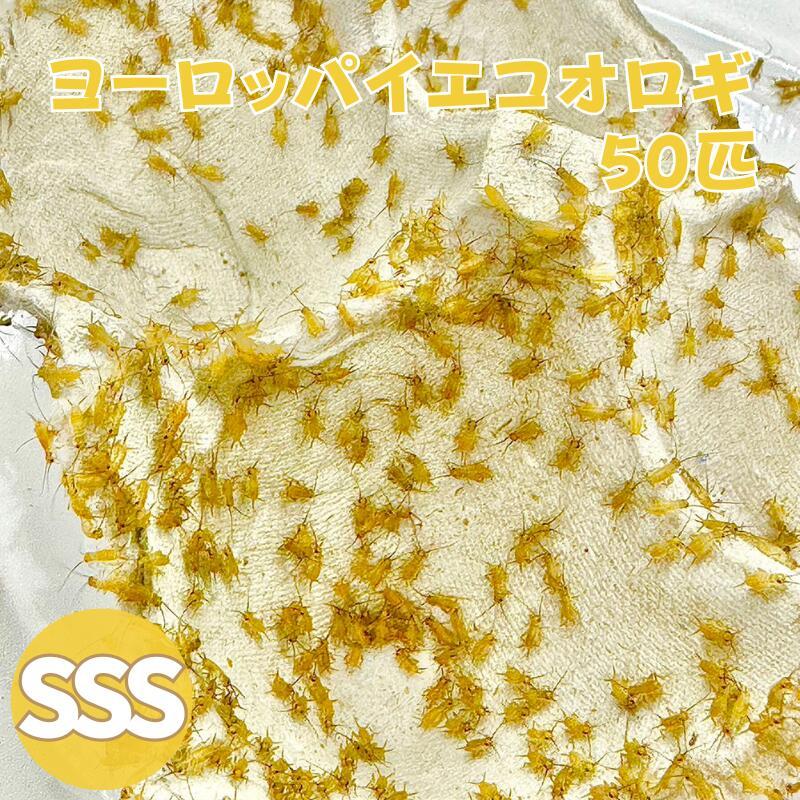 ヨーロッパイエコオロギ SSSサイズ 50匹 生餌 生産者直販売 爬虫類 両生類 餌 カナヘビ ヤモリ カエル ヤドクガエル トカゲ 活餌 イエコ（Yahoo!・N1 Cricket）