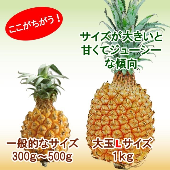 父の日 ギフト スナック パイン パイナップル 大玉 Lサイズ約 2kg (約1kg×2玉) 沖縄県 送料無料 プレゼント 誕生日 お取り寄せ ボゴール 果物 フルーツ 贈答｜no-brand｜03