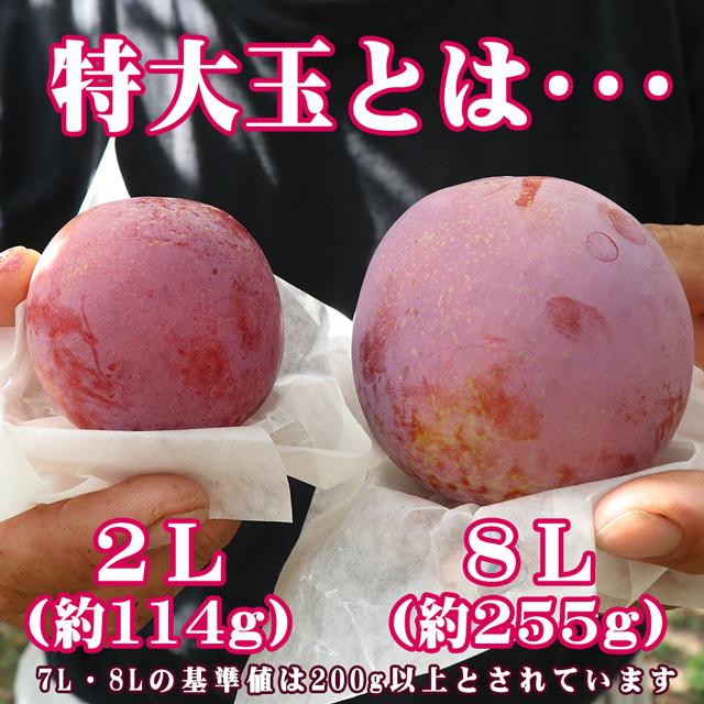 山形県 高級 ブランド すもも 貴陽 きよう 特大玉(7L〜)×6玉 約1.2kg