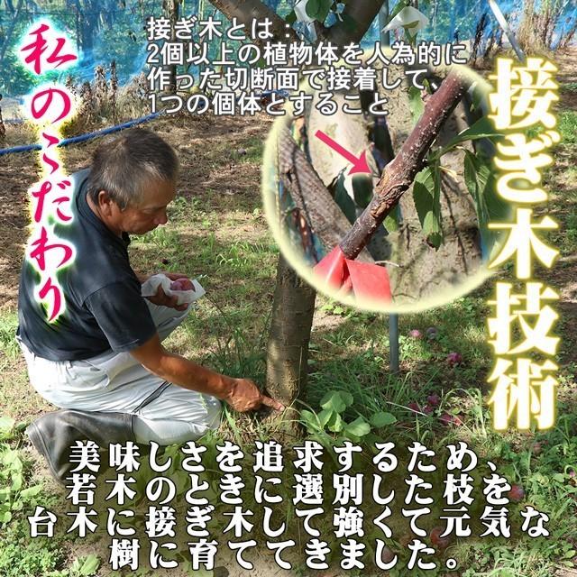 山形県 高級 ブランド プラム 貴陽 きよう 大玉 5L〜6L×7〜8玉 約1.2kg