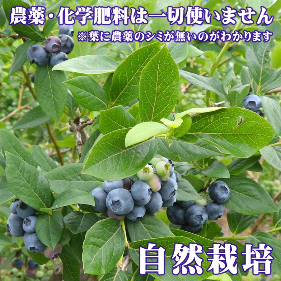 お中元 夏 ギフト 栃木県 生 ブルーベリー 国産 無農薬 大粒 約1kg 約500g×2パック 高級 フルーツ お取り寄せ グルメ 果物 御中元 プレゼント 贈り物 送料無料 |  | 01