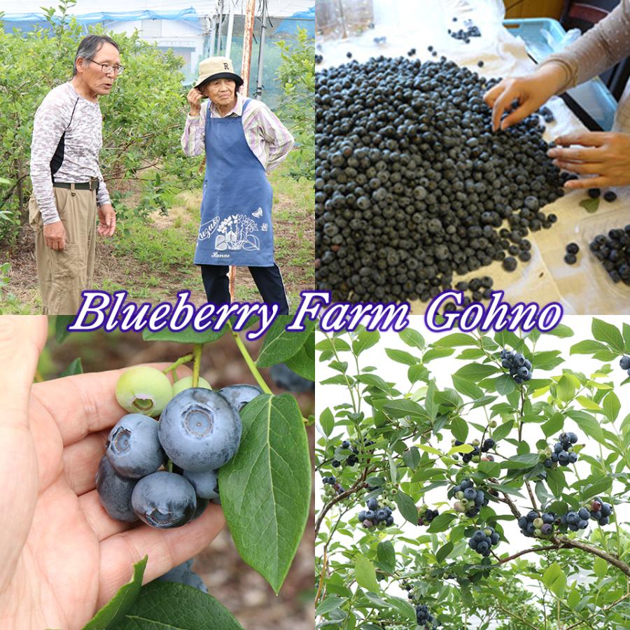 お中元 夏 ギフト 栃木県 生 ブルーベリー 国産 無農薬 大粒 約1kg 約500g×2パック 高級 フルーツ お取り寄せ グルメ 果物 御中元 プレゼント 贈り物 送料無料 |  | 02