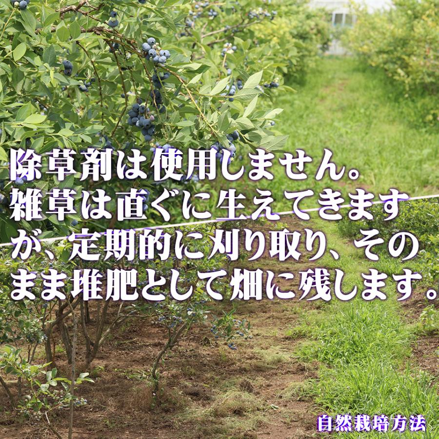 お中元 夏 ギフト 栃木県 生 ブルーベリー 国産 無農薬 大粒 約1kg 約500g×2パック 高級 フルーツ お取り寄せ グルメ 果物 御中元 プレゼント 贈り物 送料無料 |  | 03