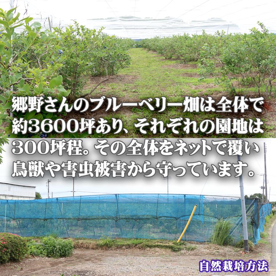 お中元 夏 ギフト 栃木県 生 ブルーベリー 国産 無農薬 大粒 約1kg 約500g×2パック 高級 フルーツ お取り寄せ グルメ 果物 御中元 プレゼント 贈り物 送料無料 |  | 04