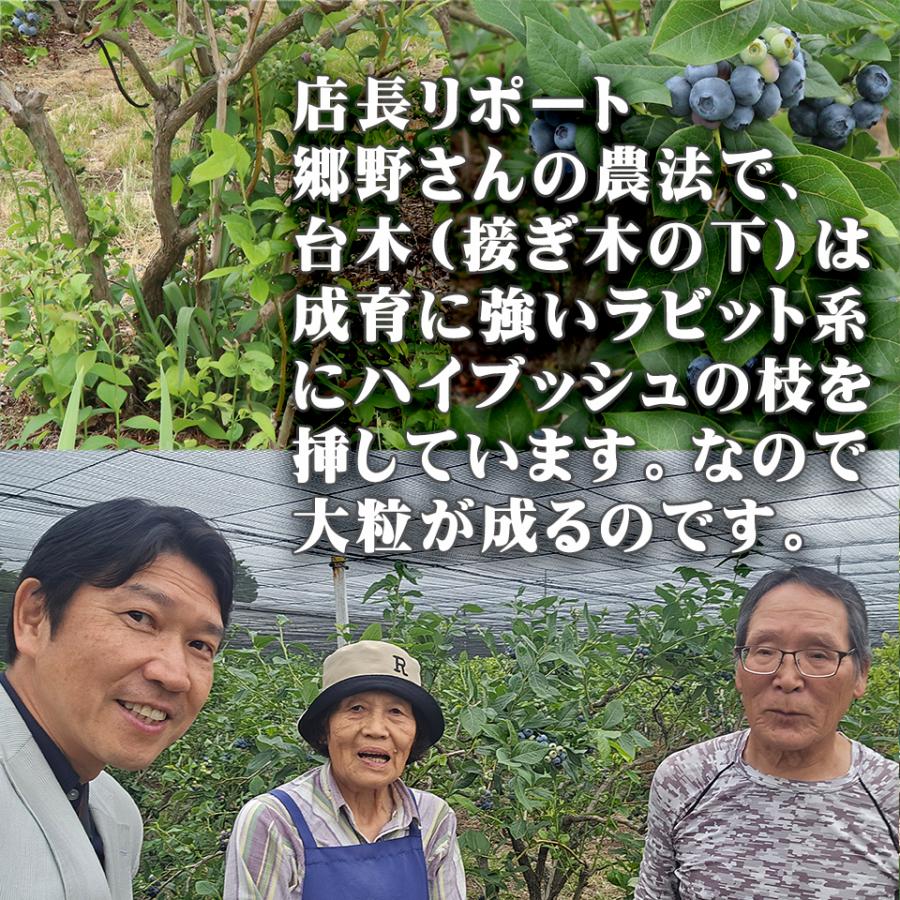 お中元 夏 ギフト 栃木県 生 ブルーベリー 国産 無農薬 大粒 約1kg 約500g×2パック 高級 フルーツ お取り寄せ グルメ 果物 御中元 プレゼント 贈り物 送料無料 |  | 06