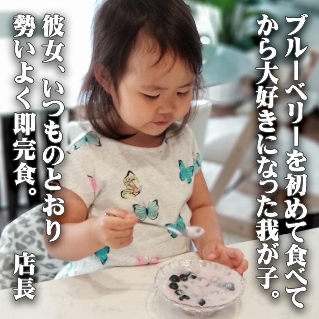 お中元 夏 ギフト 栃木県 生 ブルーベリー 国産 無農薬 大粒 約1kg 約500g×2パック 高級 フルーツ お取り寄せ グルメ 果物 御中元 プレゼント 贈り物 送料無料 |  | 11