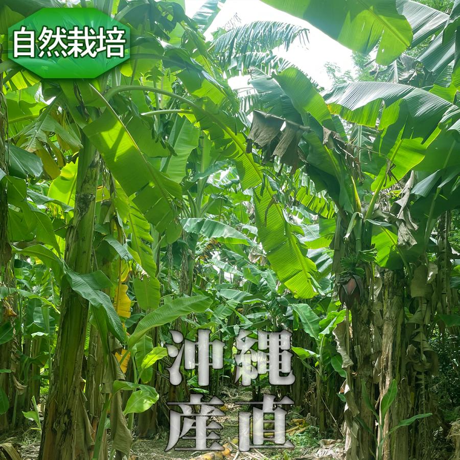 沖縄県 自然栽培 島バナナ アップルバナナ 約1kg 送料無料 国産 ギフト お取り寄せ グルメ プレゼント お中元 高級 夏 果物 くだもの フルーツ 贈答 贈物 お供え |  | 15
