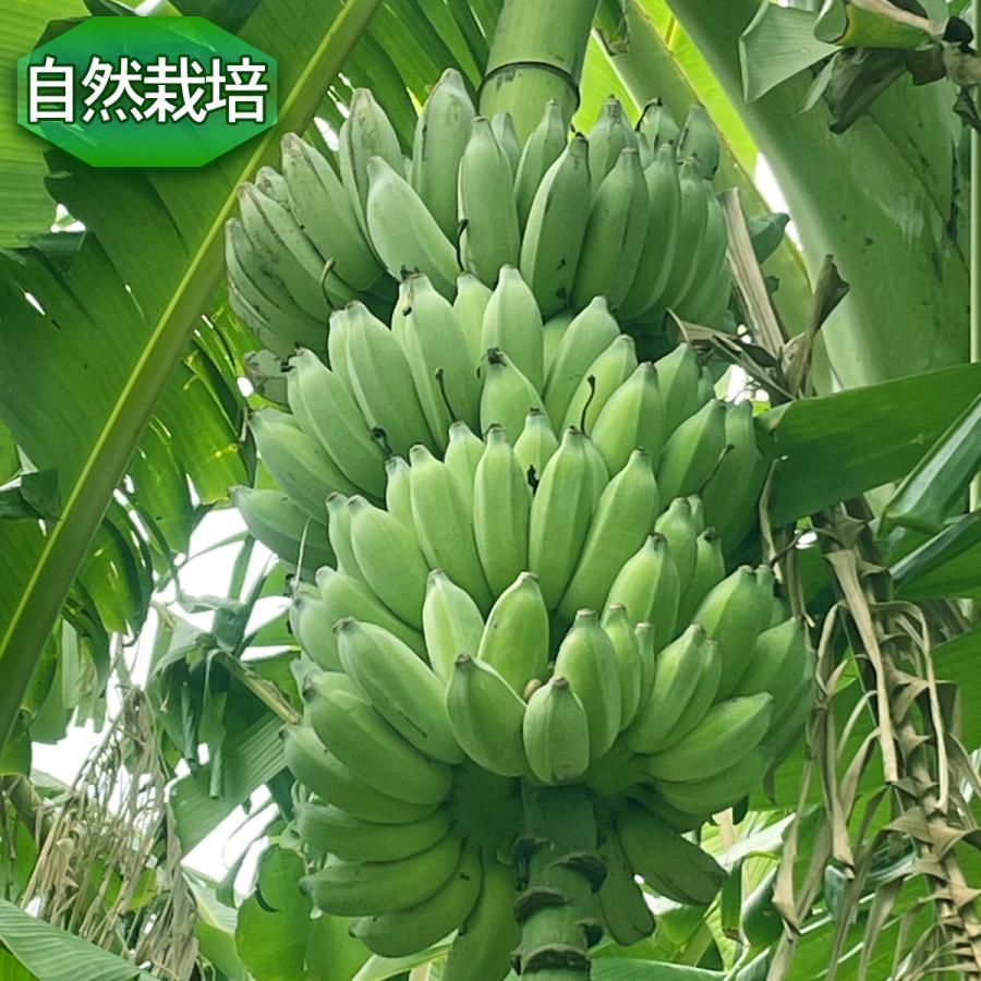 沖縄県 自然栽培 島バナナ アップルバナナ 約1kg 送料無料 国産 ギフト お取り寄せ グルメ プレゼント お中元 高級 夏 果物 くだもの フルーツ 贈答 贈物 お供え |  | 17