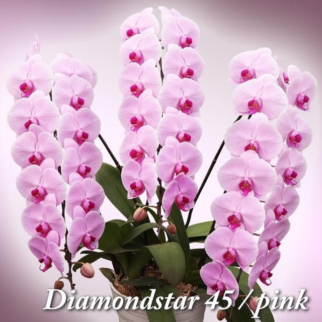 蘭のフレンズ 胡蝶蘭 大輪 3本立ち 45輪以上 御祝 開店祝い 就任祝い