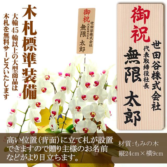 蘭のフレンズ 御祝 胡蝶蘭 大輪 5本立ち 75輪以上 贈答 生花 開店祝い