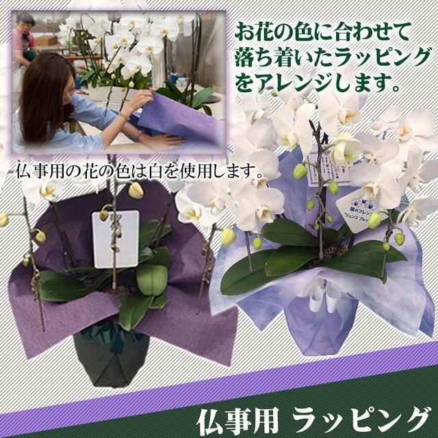 蘭のフレンズ 御祝 胡蝶蘭 5本立ち 大輪 65輪以上 生花 贈答 開業祝い