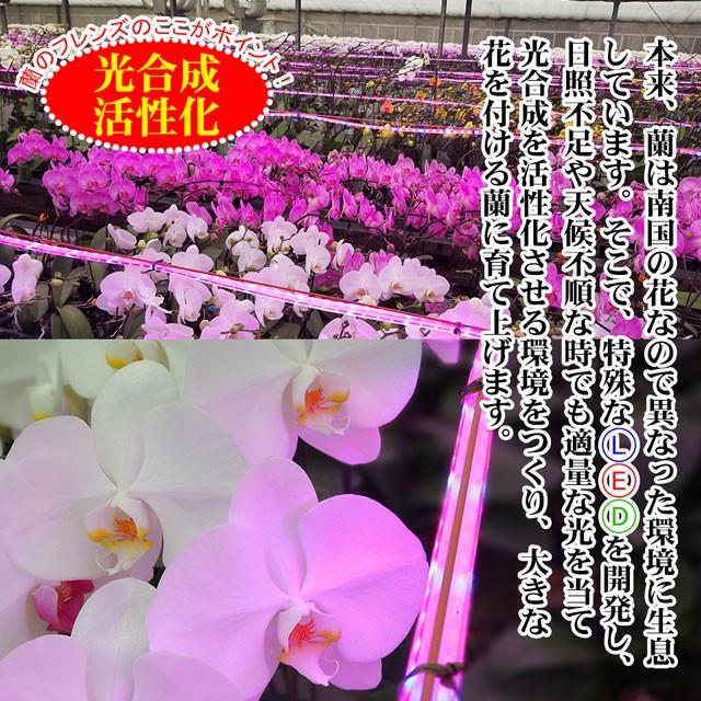 蘭のフレンズ 御祝 胡蝶蘭 5本立ち 大輪 65輪以上 生花 贈答 開業祝い