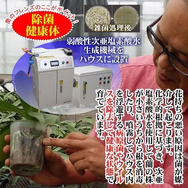 お祝い花 献上認定 胡蝶蘭 大輪 3本立ち 立て札付 40輪以上 開店祝い お花 開業祝い 開院 就任祝い 周年祝い 開店祝い 胡蝶蘭 法人 ギフト あすつく 送料無料_15