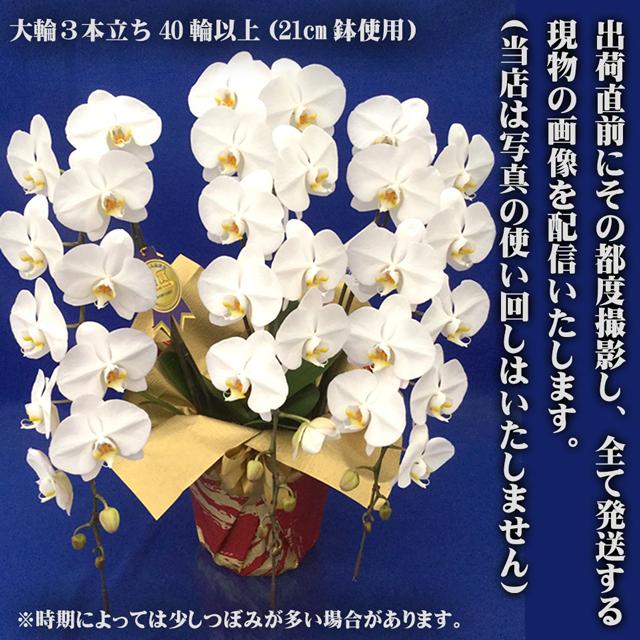 お祝い花 献上認定 胡蝶蘭 大輪 3本立ち 立て札付 40輪以上 開店祝い お花 開業祝い 開院 就任祝い 周年祝い 開店祝い 胡蝶蘭 法人 ギフト あすつく 送料無料_19