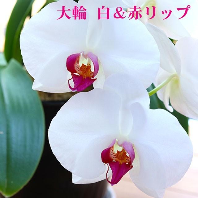 お祝い花 献上認定 胡蝶蘭 大輪 3本立ち 立て札付 40輪以上 開店祝い お花 開業祝い 開院 就任祝い 周年祝い 開店祝い 胡蝶蘭 法人 ギフト あすつく 送料無料_12