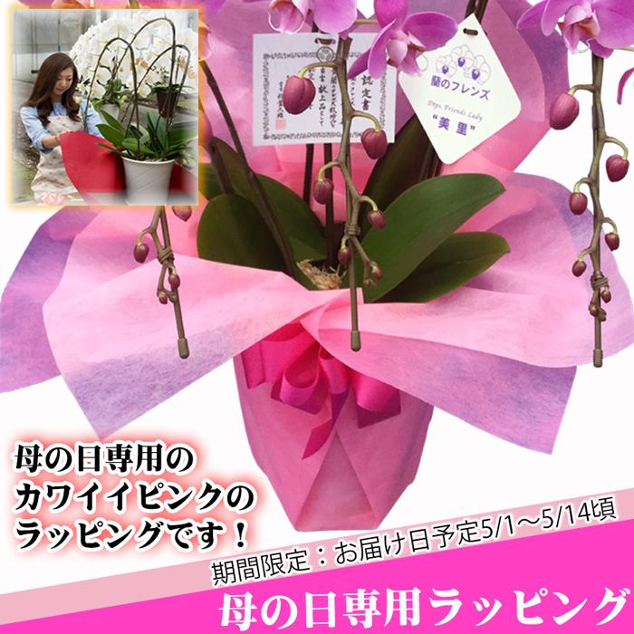 お祝い花 献上認定 胡蝶蘭 大輪 3本立ち 立て札付 40輪以上 開店祝い お花 開業祝い 開院 就任祝い 周年祝い 開店祝い 胡蝶蘭 法人 ギフト あすつく 送料無料_11