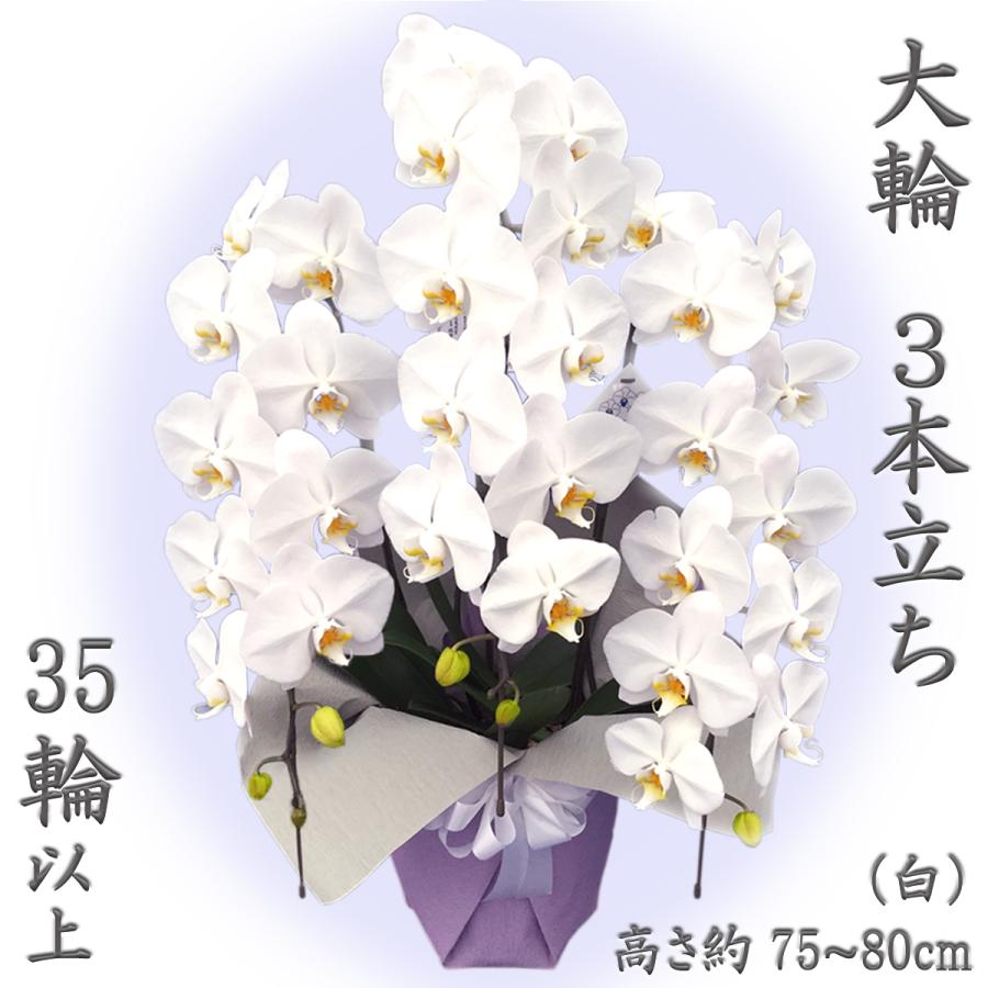 蘭のフレンズ 胡蝶蘭 大輪 3本立ち 35輪以上 ギフト 開店祝い 就任祝い