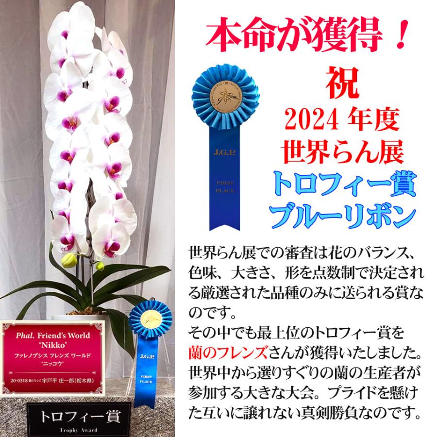 蘭のフレンズ 胡蝶蘭 大輪 3本立ち 35輪以上 ギフト 開店祝い 就任祝い