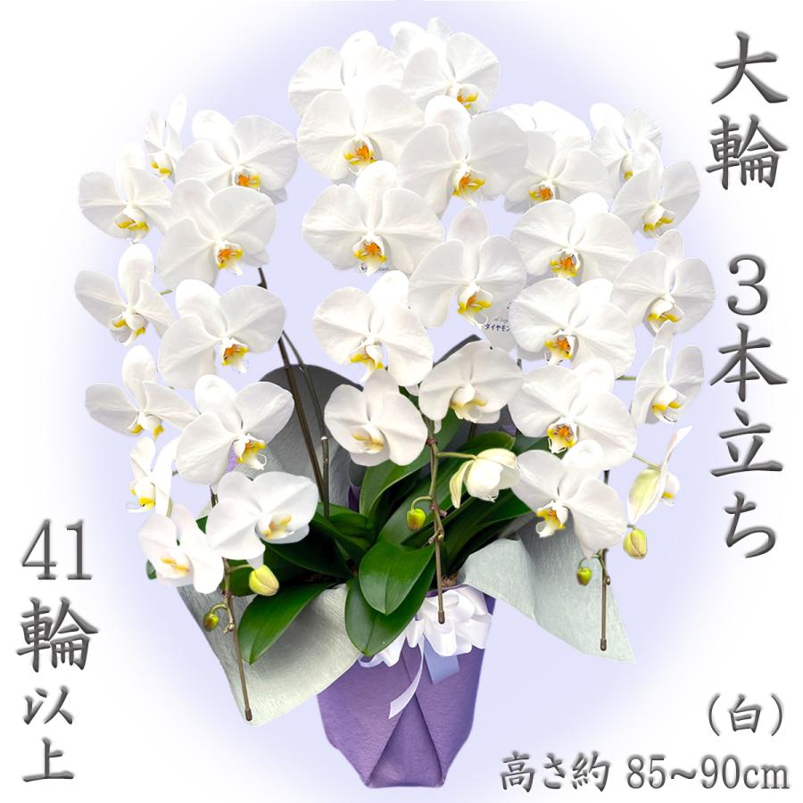 蘭のフレンズ お祝い 胡蝶蘭 大輪 3本立ち 41輪以上 開店祝い 移転祝い