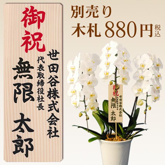 蘭のフレンズ 胡蝶蘭 3本立ち 大輪 41輪以上 開店祝い 就任祝い 移転