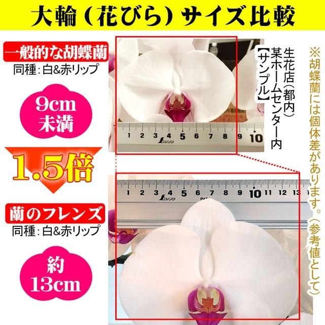 胡蝶蘭 3本立ち 大輪 41輪以上 開店祝い 就任祝い 移転祝い 周年祝い 祝 開店 開業 祝い 開院 開業 移転 周年 誕生日 蘭 お祝い 花 ギフト あすつく 送料無料_10