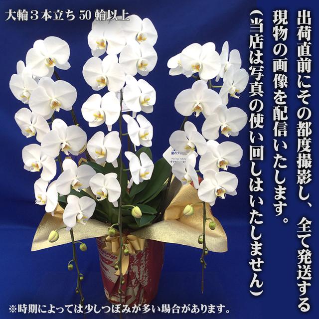 蘭のフレンズ お祝い 胡蝶蘭 大輪 3本立ち 50輪以上 生花 鉢植え