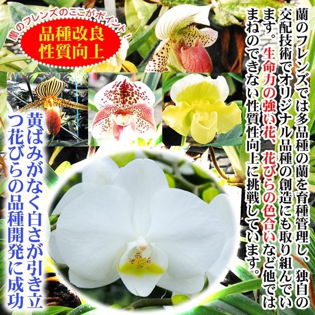 胡蝶蘭 お祝い 3本立ち 送料無料 白 大輪 50輪以上 開店祝い 祝 就任 開店 開業 開院 移転 叙勲 受章 受賞 御祝 御祝い 生花 蘭 フラワー ギフト 花 プレゼント Ds80w3sp 農ブランドyahoo ショップ 通販 Yahoo ショッピング