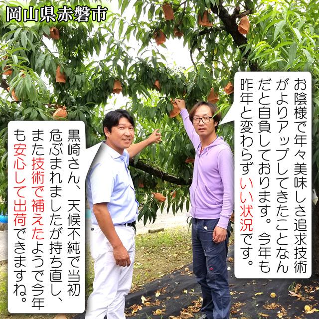 はなよめ 白桃 中玉 約1.3kg(約220g×6個) お中元 御中元 送料無料 ギフト 岡山県 産直 プレミアム 桃 もも ピーチ 果物 くだもの フルーツ プレゼント 贈答 |  | 10