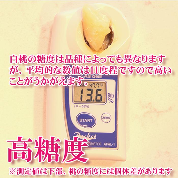 はなよめ 白桃 小玉 約1.4kg(約180g×8個) お中元 御中元 送料無料 ギフト 岡山県 産直 プレミアム 桃 もも ピーチ 果物 くだもの フルーツ プレゼント 贈答 |  | 03