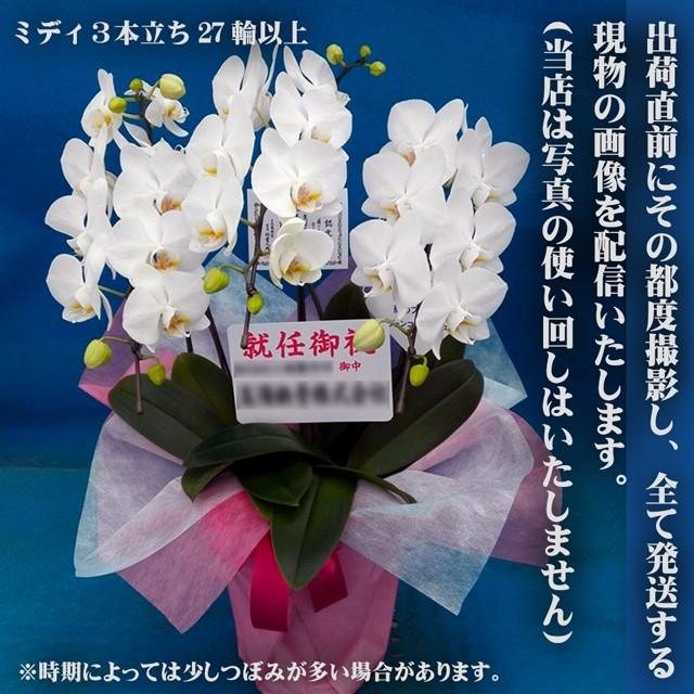 開店祝い 花 胡蝶蘭 ミディ 3本立ち 27輪以上 送料無料 開店 新店 開業 開院 移転 御祝 お祝い 祝 生花 フラワー ギフト プレゼント 誕生日 蘭 初盆 お供え K55w3 農ブランドyahoo ショップ 通販 Yahoo ショッピング