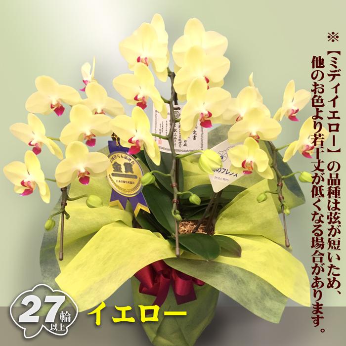 蘭のフレンズ 胡蝶蘭 ミディ 3本 立ち 27輪以上 ギフト お祝い