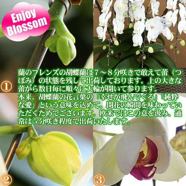 蘭のフレンズ 胡蝶蘭 ミディ 5本 立ち 60輪以上 送料無料 ギフト 開店