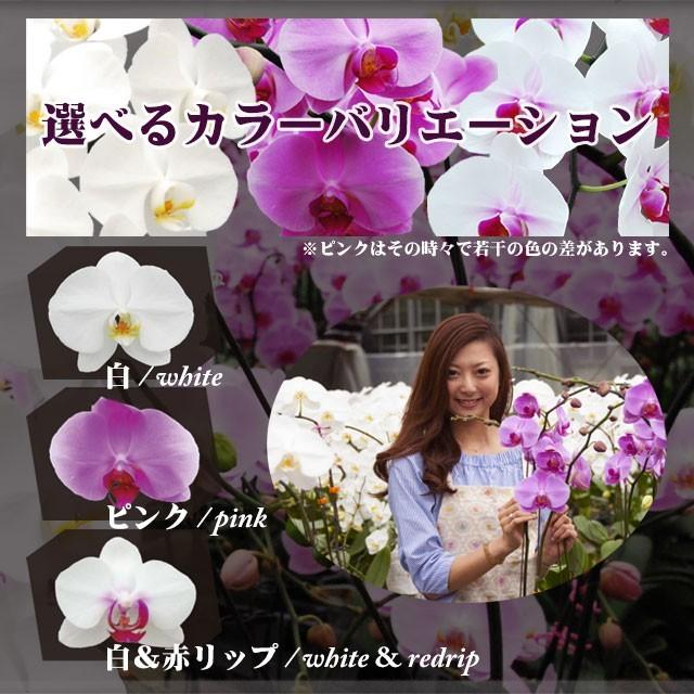 蘭のフレンズ 開店 お祝い 胡蝶蘭 ミディ 5本 立ち 60輪以上 送料無料