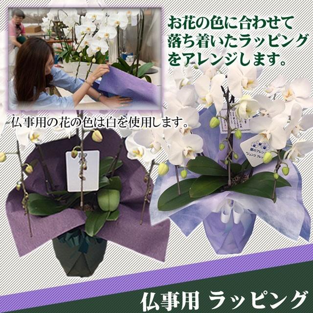 胡蝶蘭 ミディ 5本 立ち 送料無料 60輪以上 ミニ ピンク 開店祝い 花 ギフト 立札 開店 開業 開院 移転 就任 お祝い 御祝 祝 祝い プレゼント 誕生日 お供え｜no-brand｜18