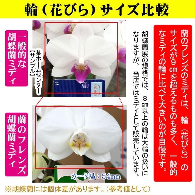 蘭のフレンズ 開店 お祝い 胡蝶蘭 ミディ 5本 立ち 60輪以上 送料無料